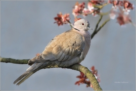 <p>HRDLIČKA ZAHRADNÍ (Streptopelia decaocto) Šluknovsko /Eurasian collared dove - Türkentaube/</p>